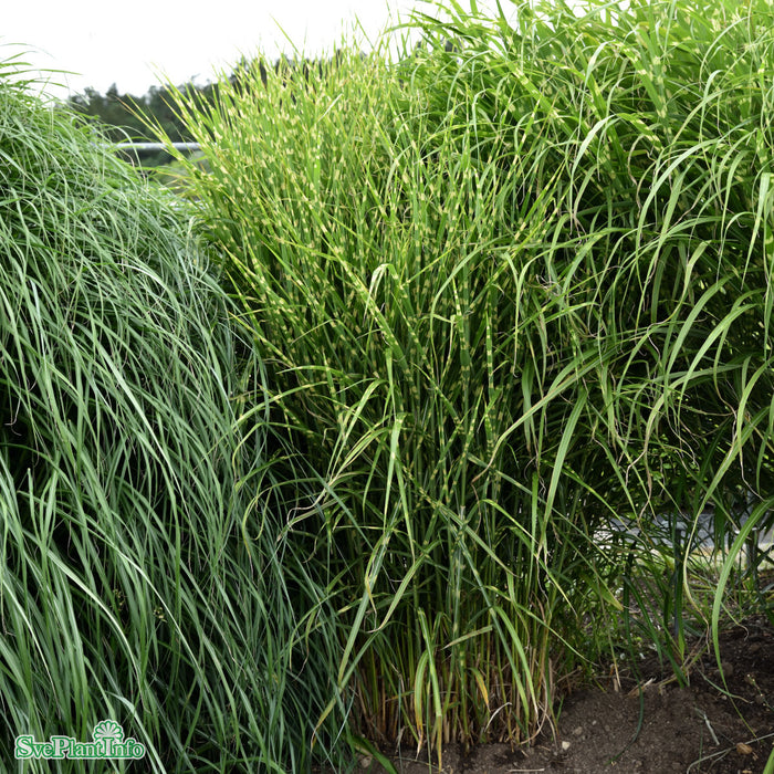 Miscanthus sinensis 'Strictus' A-kval C5