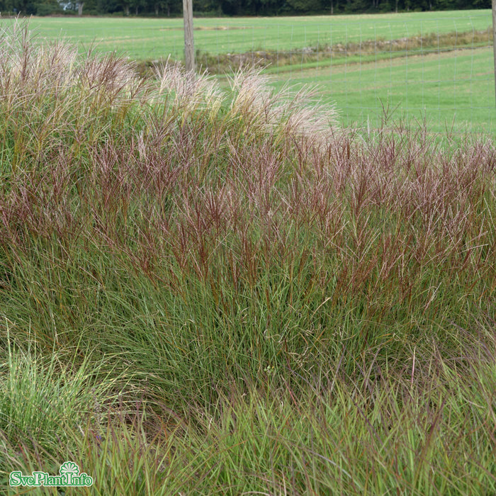 Miscanthus sinensis 'Yaku-jima' A-kval C2