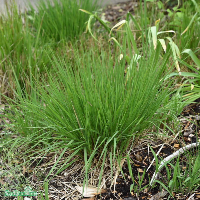 Molinia caerulea 'Edith Dudszus' A-kval