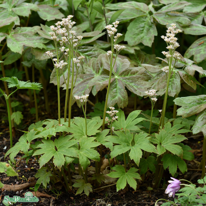 Mukdenia rossii A-kval