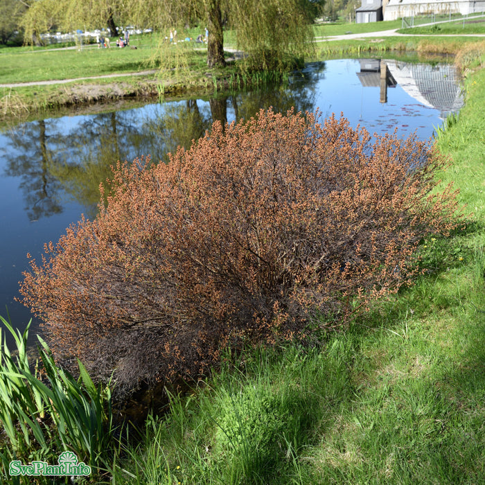Myrica gale C5