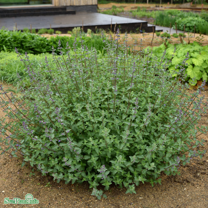 Nepeta faassenii 'Walker's Low' A-kval