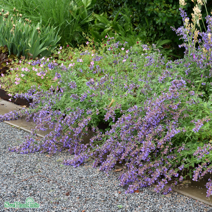 Nepeta faassenii 'Walker's Low' A-kval