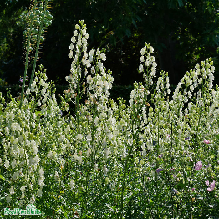 Aconitum napellus 'Album' A-kval