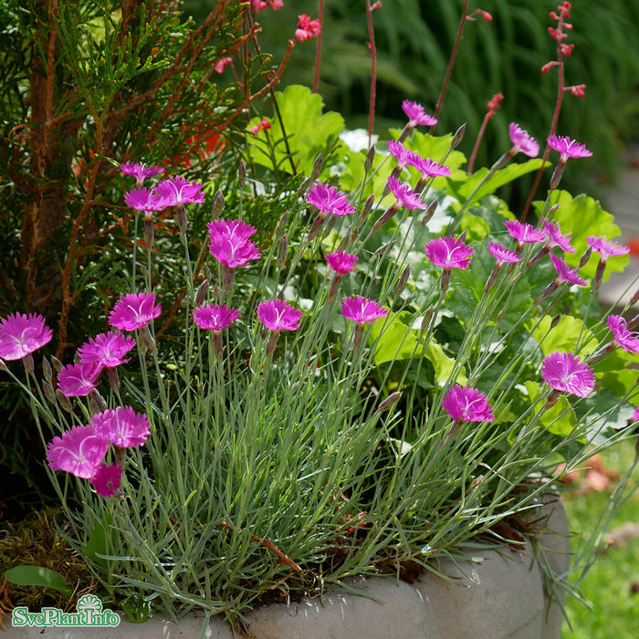 Dianthus gratianopolitanus 'Feuerhexe' A-kval