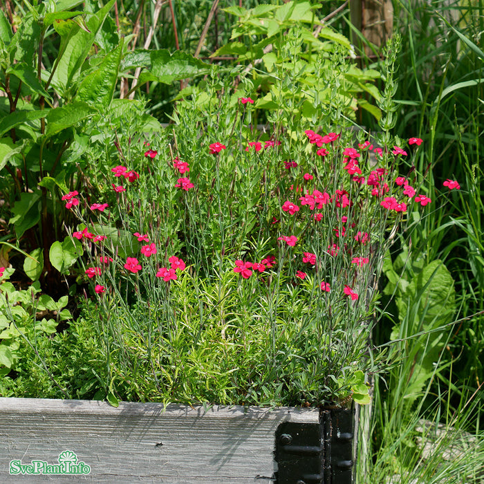 Dianthus deltoides 'Brilliant' A-kval