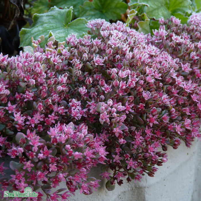 Hylotelephium cauticola 'Lidakense' A-kval