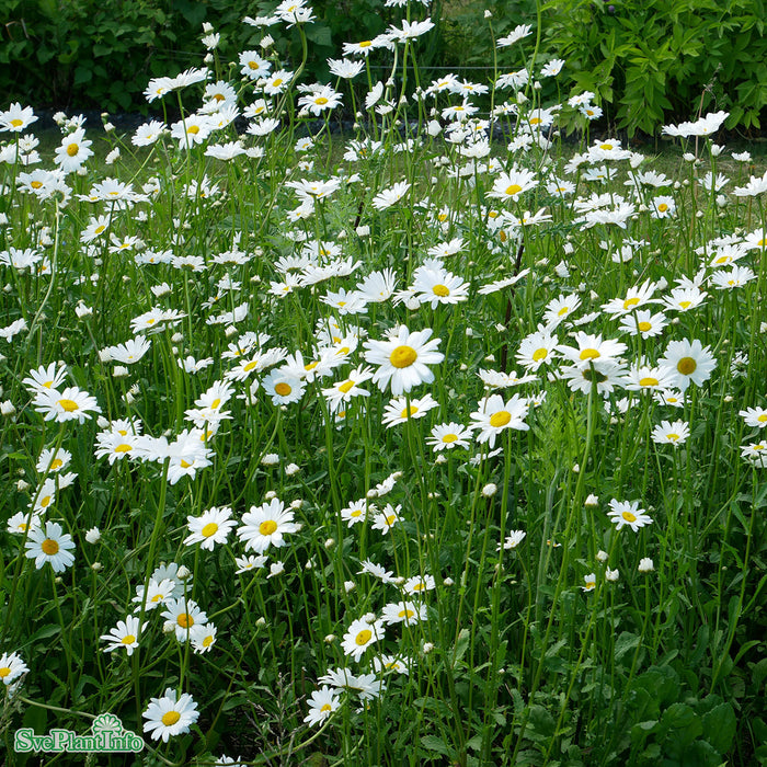 Leucanthemum vulgare A-kval