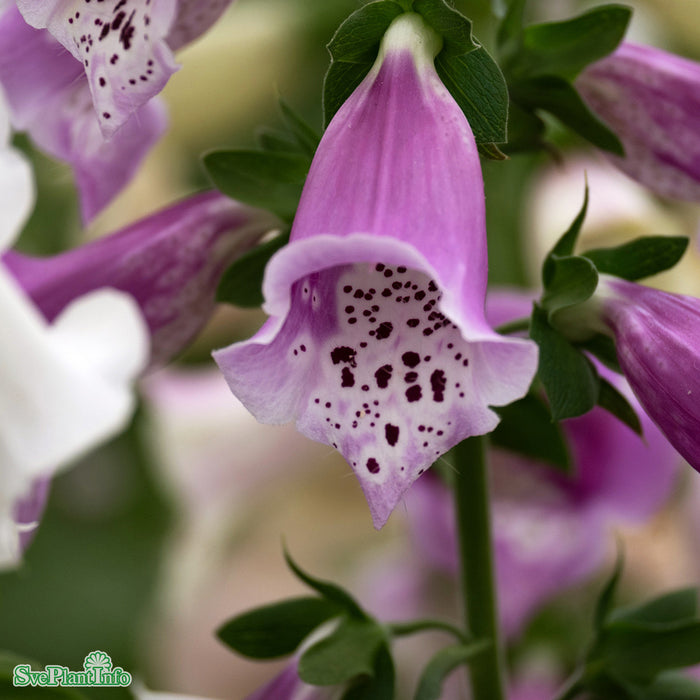 Digitalis purpurea 'Foxy' A-kval