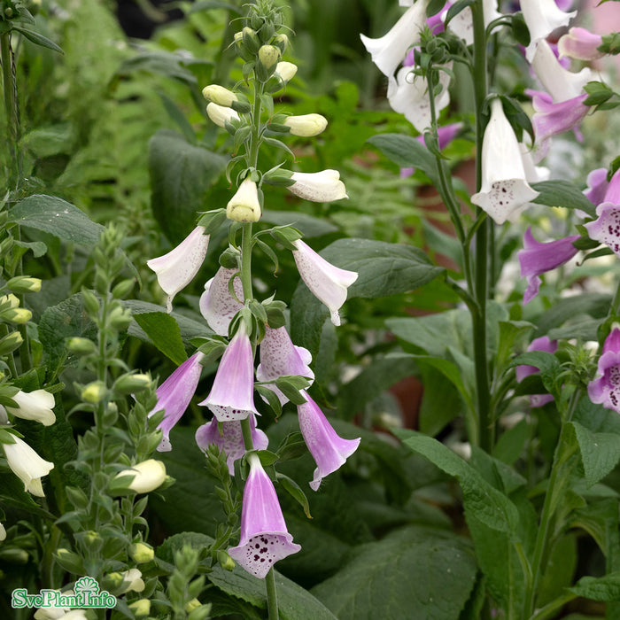 Digitalis purpurea 'Foxy' A-kval