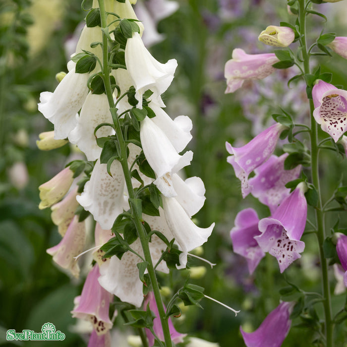 Digitalis purpurea 'Foxy' A-kval