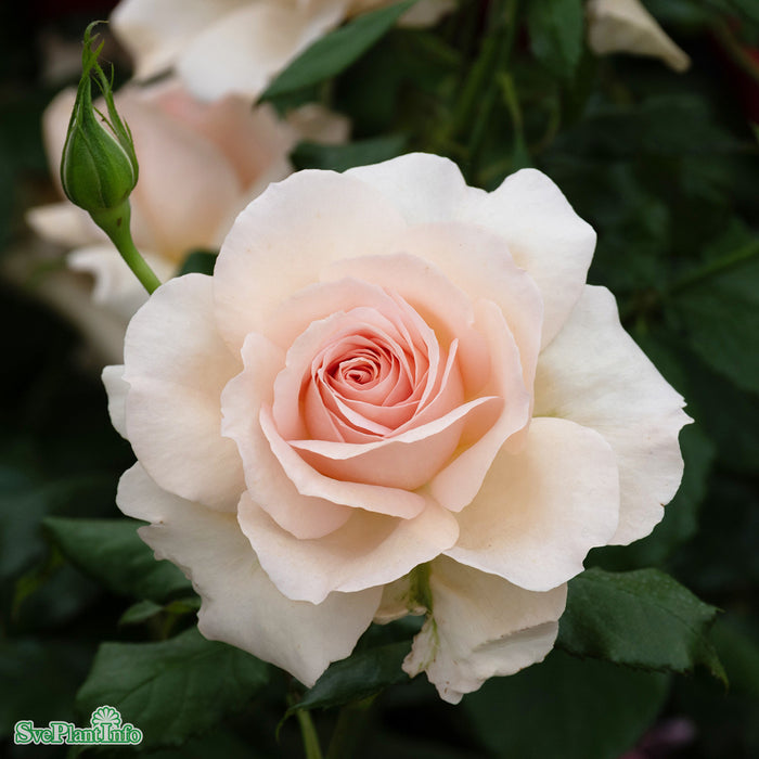Rosa 'Chandos Beauty' A kval C4