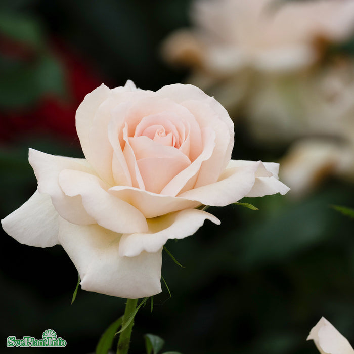 Rosa 'Morten Korch' C4