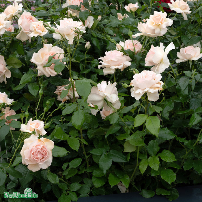 Rosa 'Morten Korch' C4