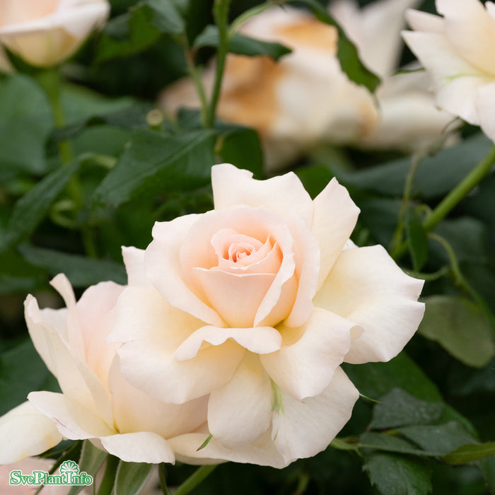 Rosa 'Morten Korch' C4