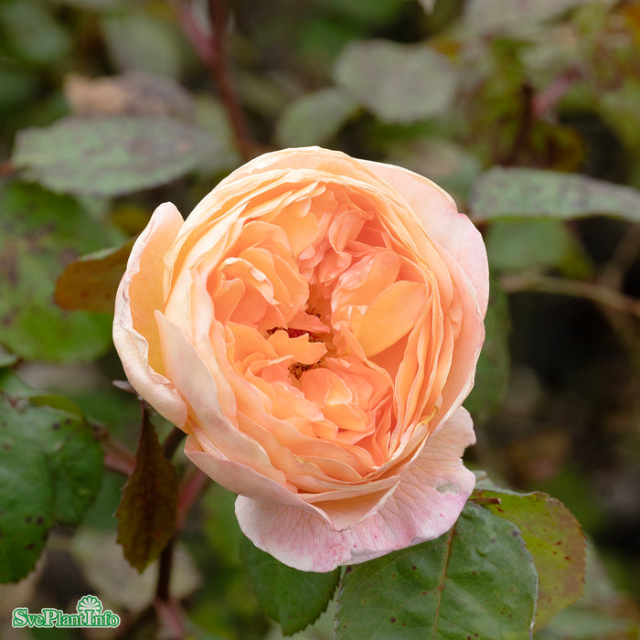 Rosa 'Lady of Shalott' A-kval C5