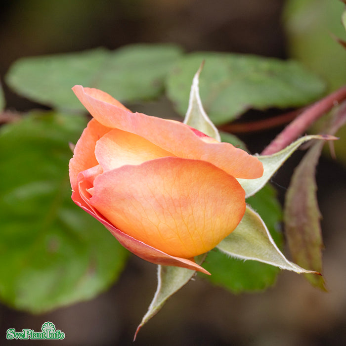 Rosa 'Lady of Shalott' A-kval C5