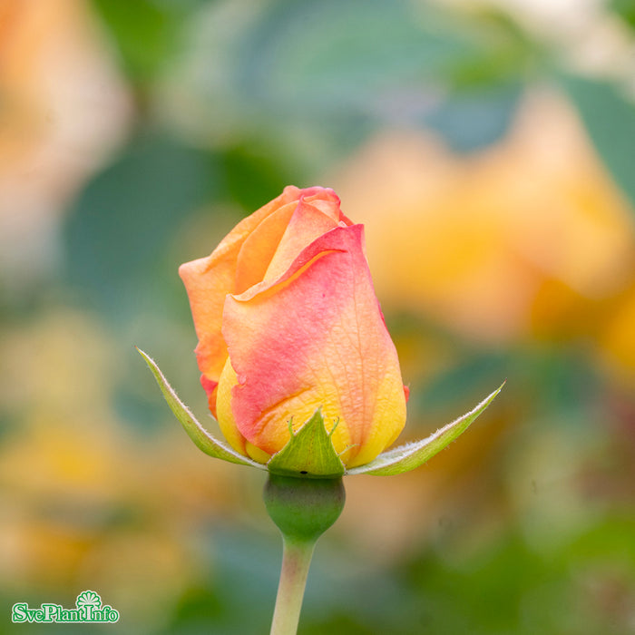 Rosa 'Lady Of Shalott' A kval C6