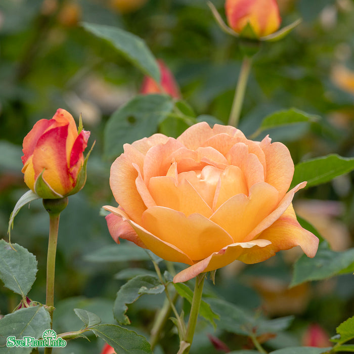 Rosa 'Lady Of Shalott' A kval C6