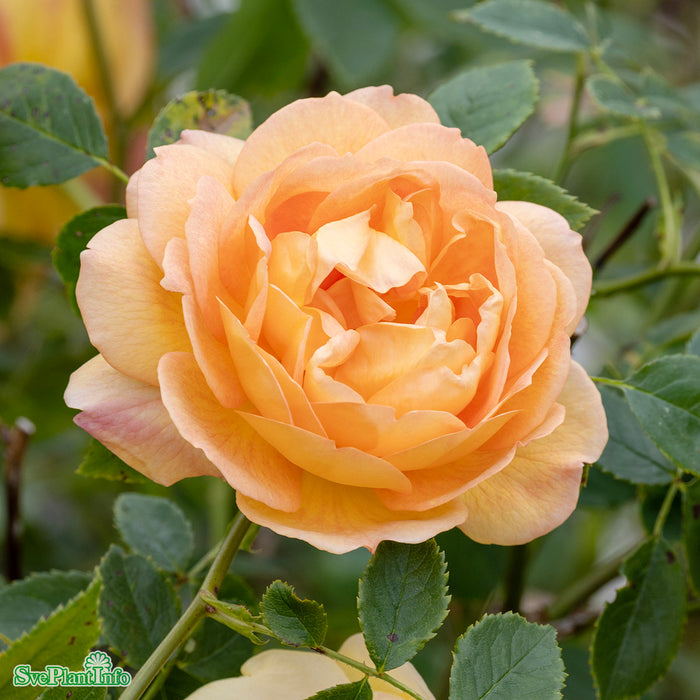 Rosa 'Lady Of Shalott' A kval C6