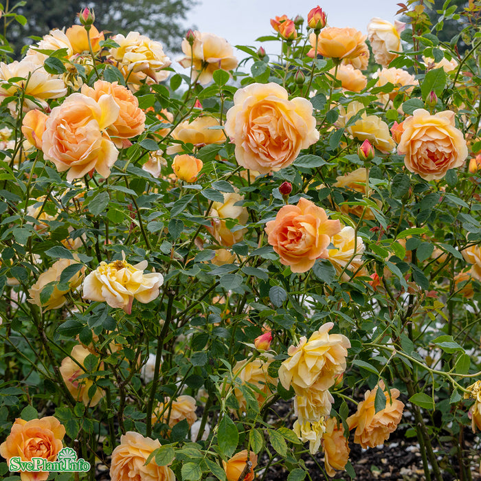 Rosa 'Lady Of Shalott' A kval C6