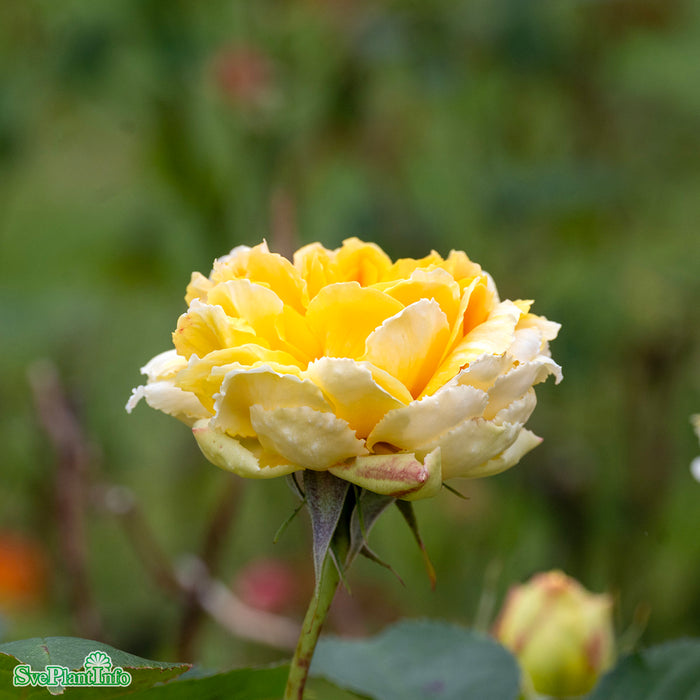 Rosa 'Molineux' A-kval C6