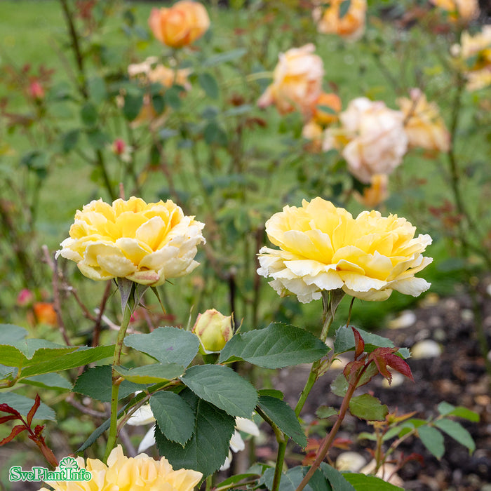 Rosa 'Molineux' A-kval C6