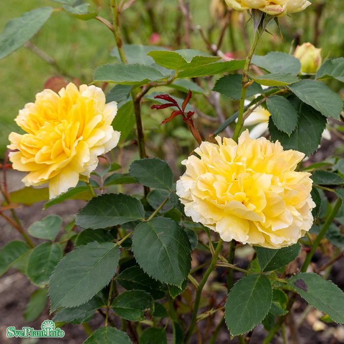 Rosa 'Molineux' A-kval C6