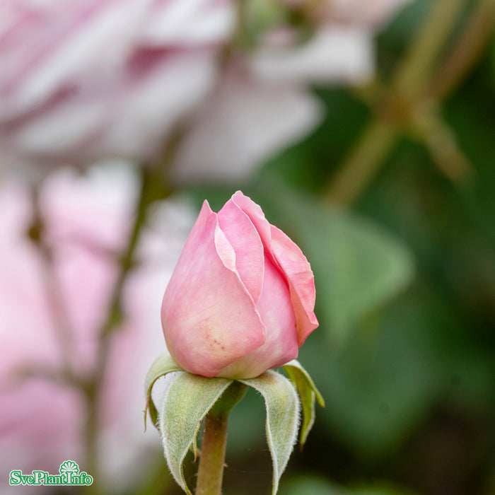 Rosa 'Olivia Rose Austin' A-kval C4