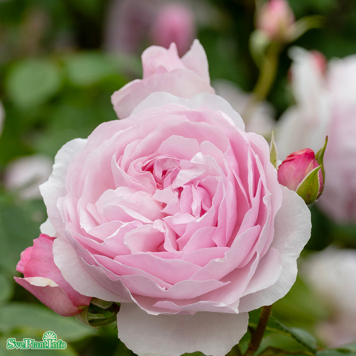 Rosa 'Olivia Rose Austin' A-kval C4