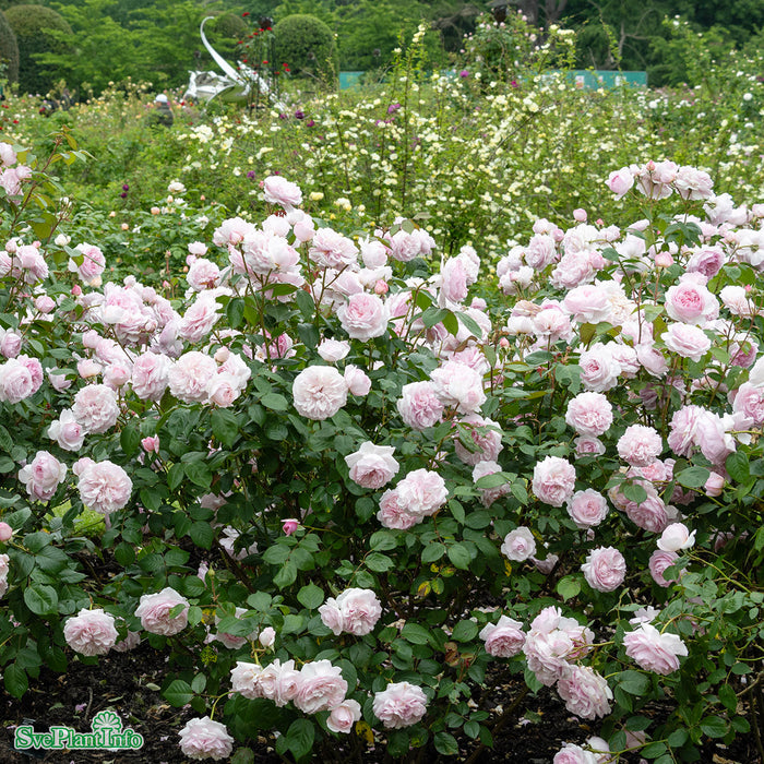 Rosa 'Olivia Rose Austin' A-kval C4