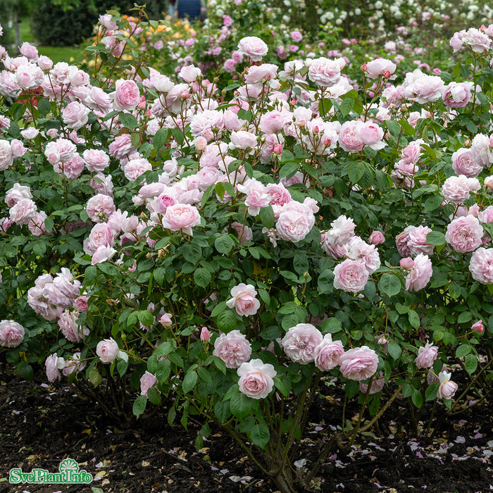 Rosa 'Olivia Rose Austin' A-kval C4
