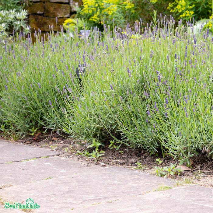 Lavandula angustifolia 'Hidcote' A-kval C3