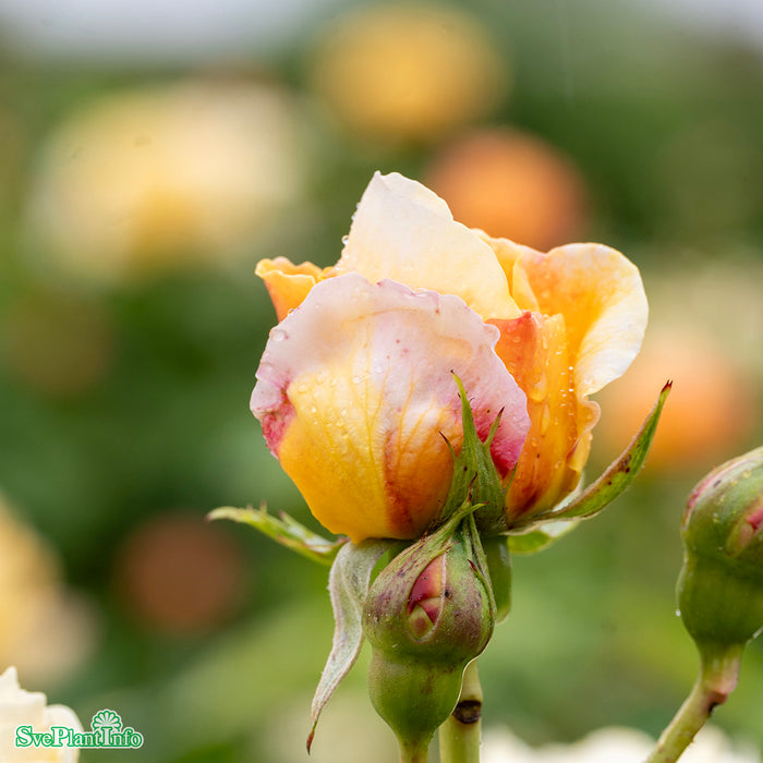 Rosa 'Charles Darwin' A kval C6