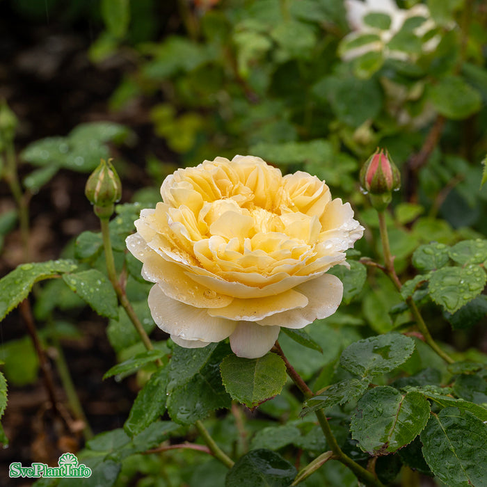 Rosa 'Charles Darwin' A kval C6
