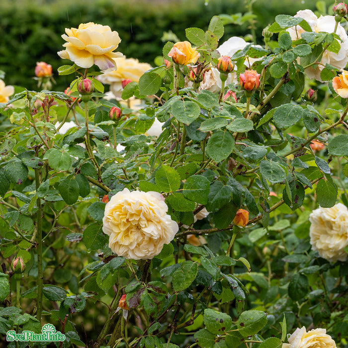 Rosa 'Charles Darwin' A kval C6
