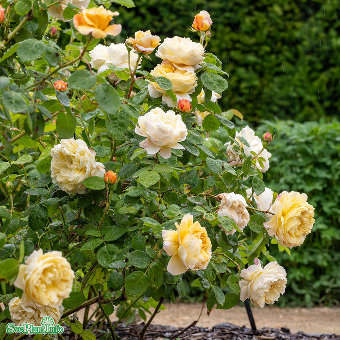 Rosa 'Charles Darwin' A kval C6