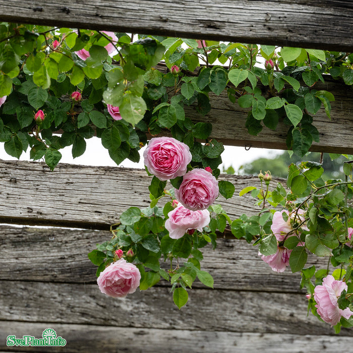 Rosa 'Constance Spry' A kval C6