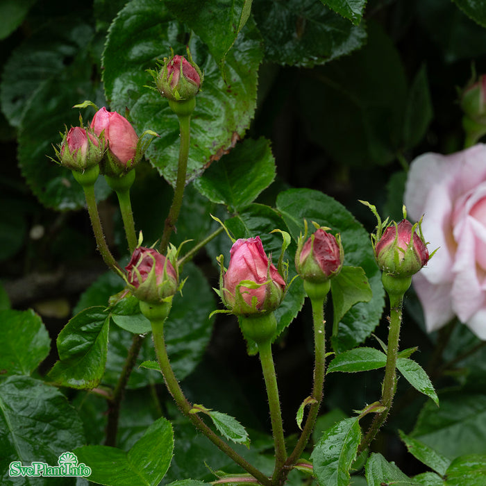 Rosa 'Constance Spry' A kval C6