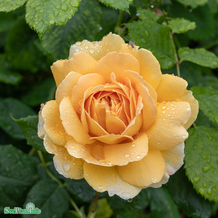 Rosa 'Golden Celebration' A-kval C6