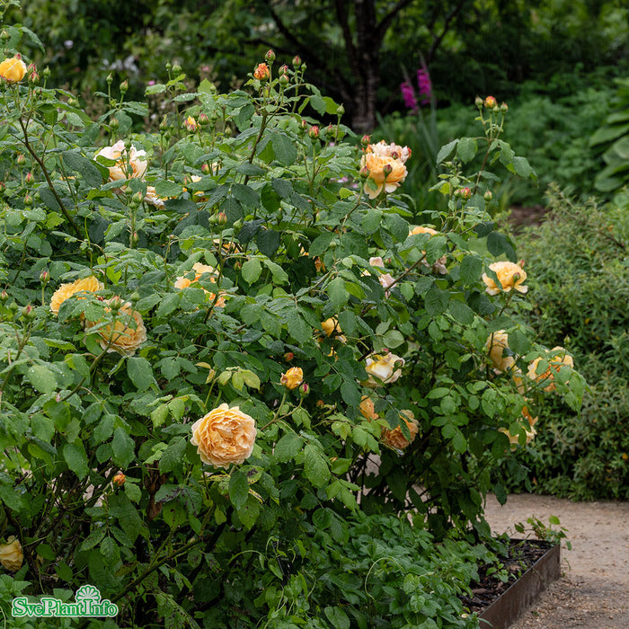 Rosa 'Golden Celebration' A-kval C6
