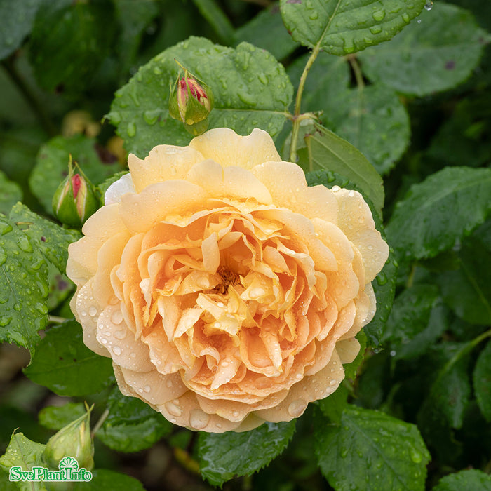 Rosa 'Golden Celebration' A-kval C6