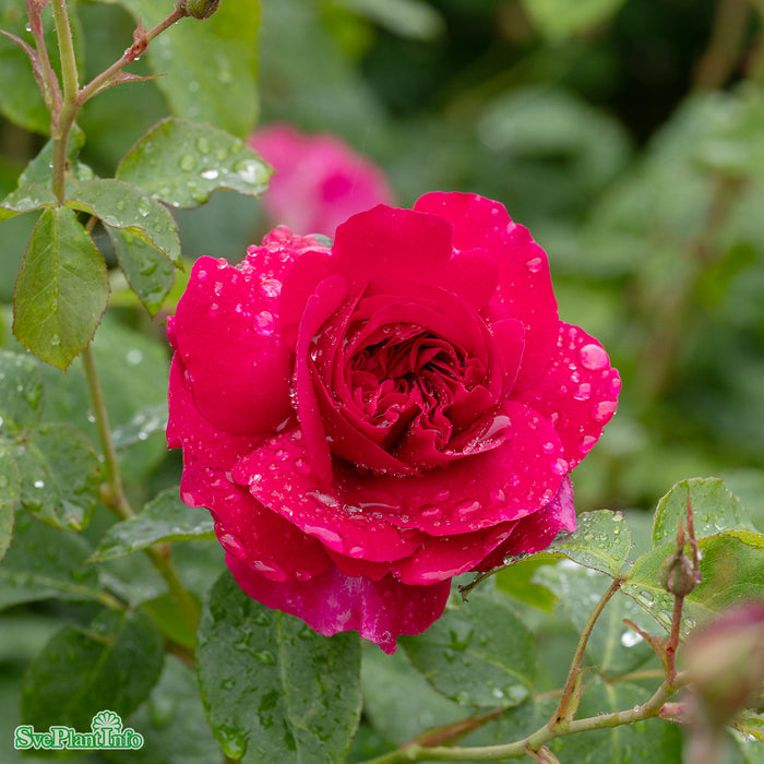 Rosa 'Thomas À Becket' A kval C6