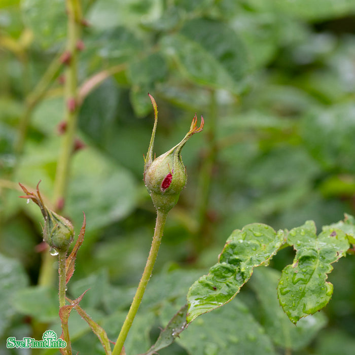 Rosa 'Thomas À Becket' A kval C6