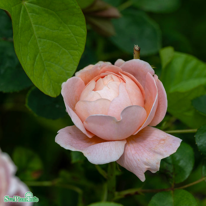 Rosa 'Queen Of Sweden' C4