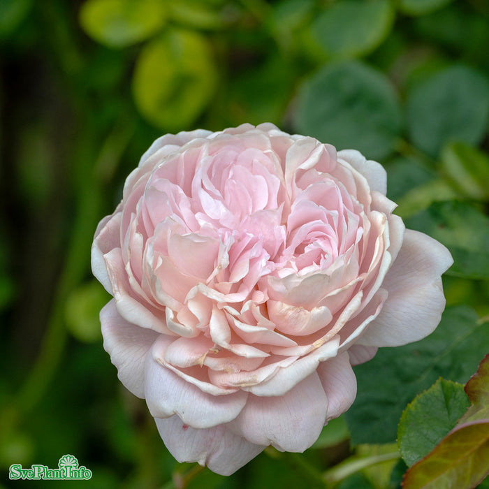 Rosa 'Queen of Sweden' A kval C6
