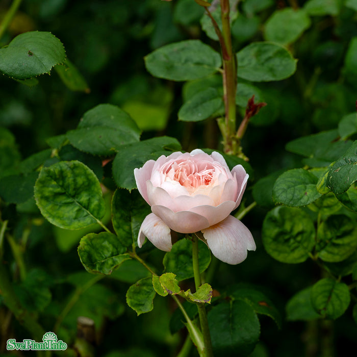 Rosa 'Queen of Sweden' A kval C6