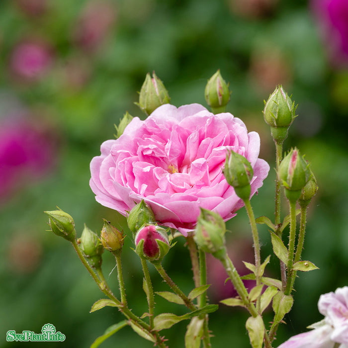 Rosa 'Harlow Carr' A-kval