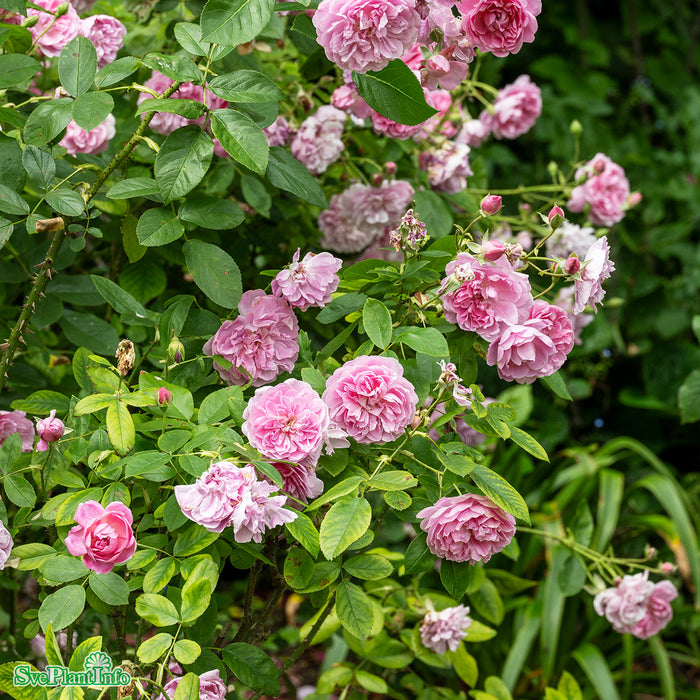 Rosa 'Harlow Carr' A-kval