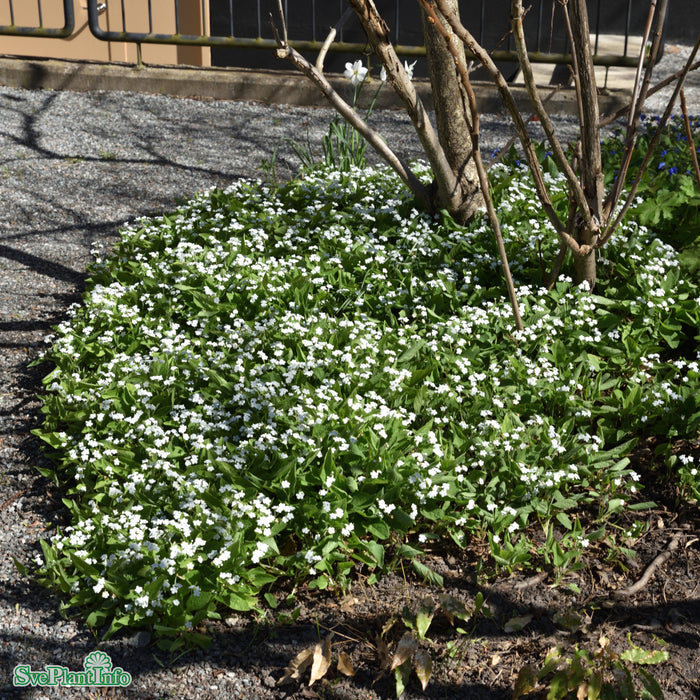Omphalodes verna 'Alba' A-kval